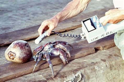 Abandoned bunkers and geiger counter readings on Bikini Atoll’s radioactive soil
