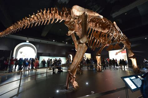 American Museum of Natural History