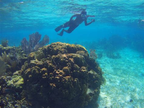 belize barrier reef snorkeling with fish and coral