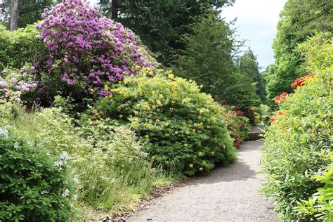 blooming Azalea Terrace at Dawyck Botanic Garden