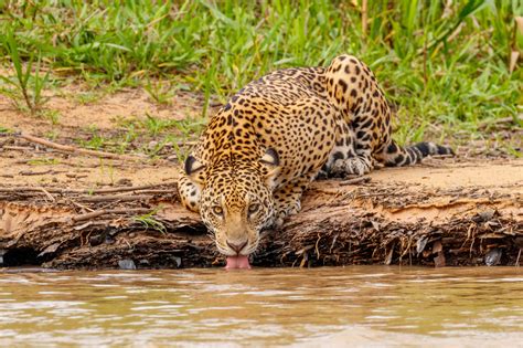 boat navigating through Pantanal wetlands with distant jaguar sighting
