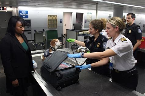 Border security checking food items at EU airport arrival