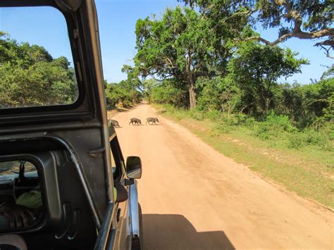 British tourists on a guided safari tour in Yala National Park