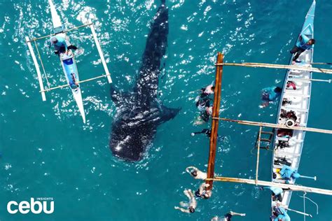 Cebu whale shark tour boat and ocean excursion