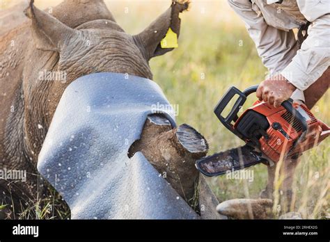 close-up of white rhino being tracked by conservation guides in Matobo