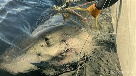 contender great white shark swimming towards canada monitored by satellite