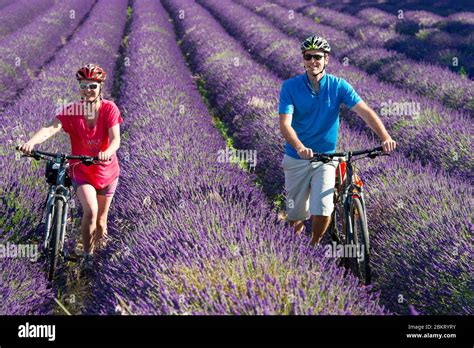 cyclist passing lavender fields under the Alps’ shadow in Provence