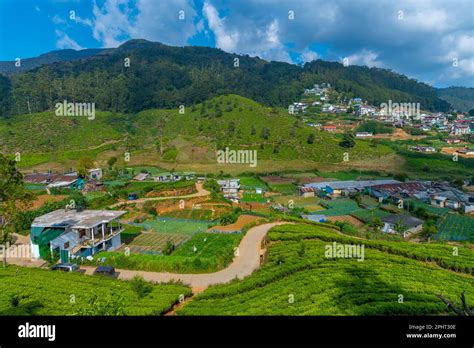 eco-lodge surrounded by tea plantations in Nuwara Eliya