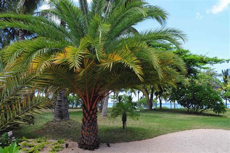 elderly Caribbean storyteller speaking to tourists under a palm tree in Saint Lucia