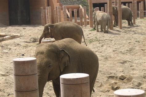 Family enjoying the Copenhagen ZOO elephant enclosure