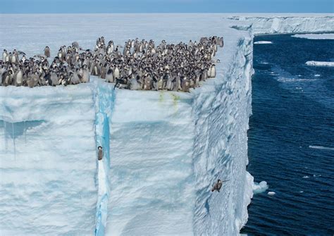 group of emperor penguins with dramatic Antarctic ice cliffs in background