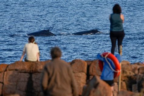 guests watching whales from horizons lounge on oceania riviera with tea service