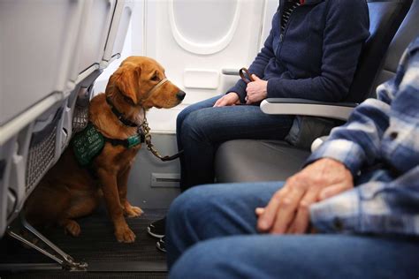 guide dog assisting blind passenger inside busy airport concourse