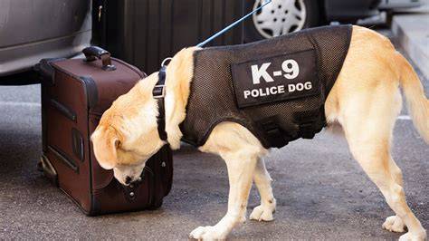 Houston Hobby Airport police K9 security team inspecting Southwest Airlines aircraft and baggage