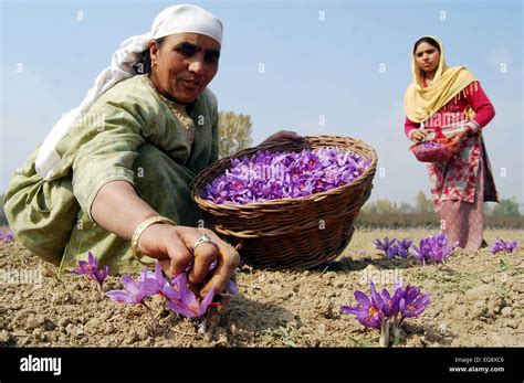 Indian influencer posting selfie in saffron fields of Pampore, Kashmir