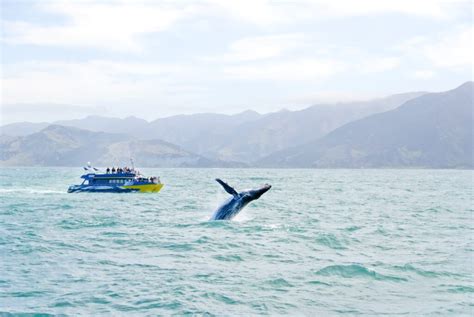 Kaikoura whale watching tours