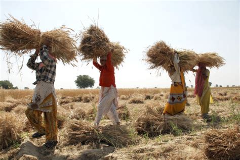 local residents of Chios engaging in mastic resin harvesting during summer season