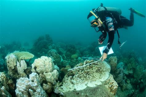 marine biologists deploying a drone to monitor coral reef bleaching in the Pacific Ocean