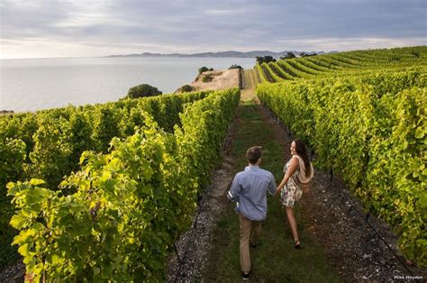 Marlborough wine tasting and vineyard tour