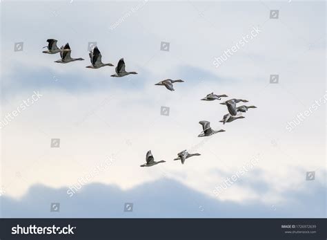 migratory geese in v-formation using vortex slipstream effect