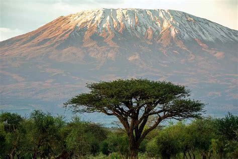 Mount Kilimanjaro high-altitude ecosystem