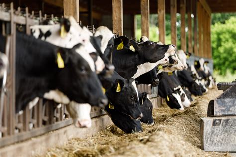 narita yume farm green pastures and dairy cows