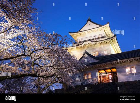 Night view of Odawara Castle illuminated during spring cherry blossom season