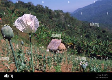 opium poppy fields in laos with airstrip visible in background