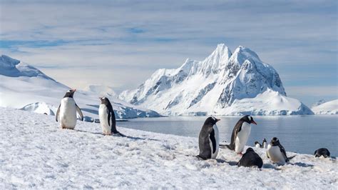 photographers capturing wildlife near a penguin colony on the Antarctic Peninsula