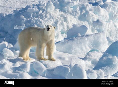 polar bear near icy fjord in Svalbard, Norway