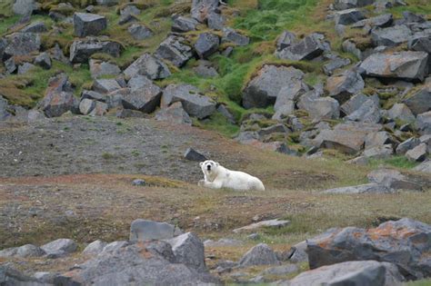 Polar bear spotted near Diskobukta Bay in the Søraust-Svalbard Nature Reserve