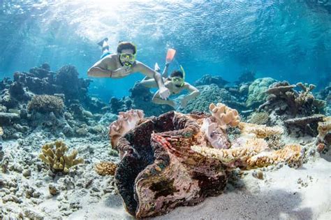 snorkelers diving near belize barrier reef with coral and fish