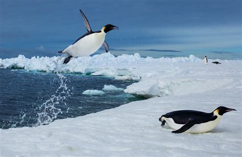 swoop expedition guide giving briefing beside eco-conscious signage on Antarctic tundra