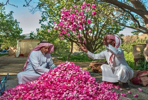 Taif rose gardens